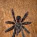 Avicularia avicularia avicularia